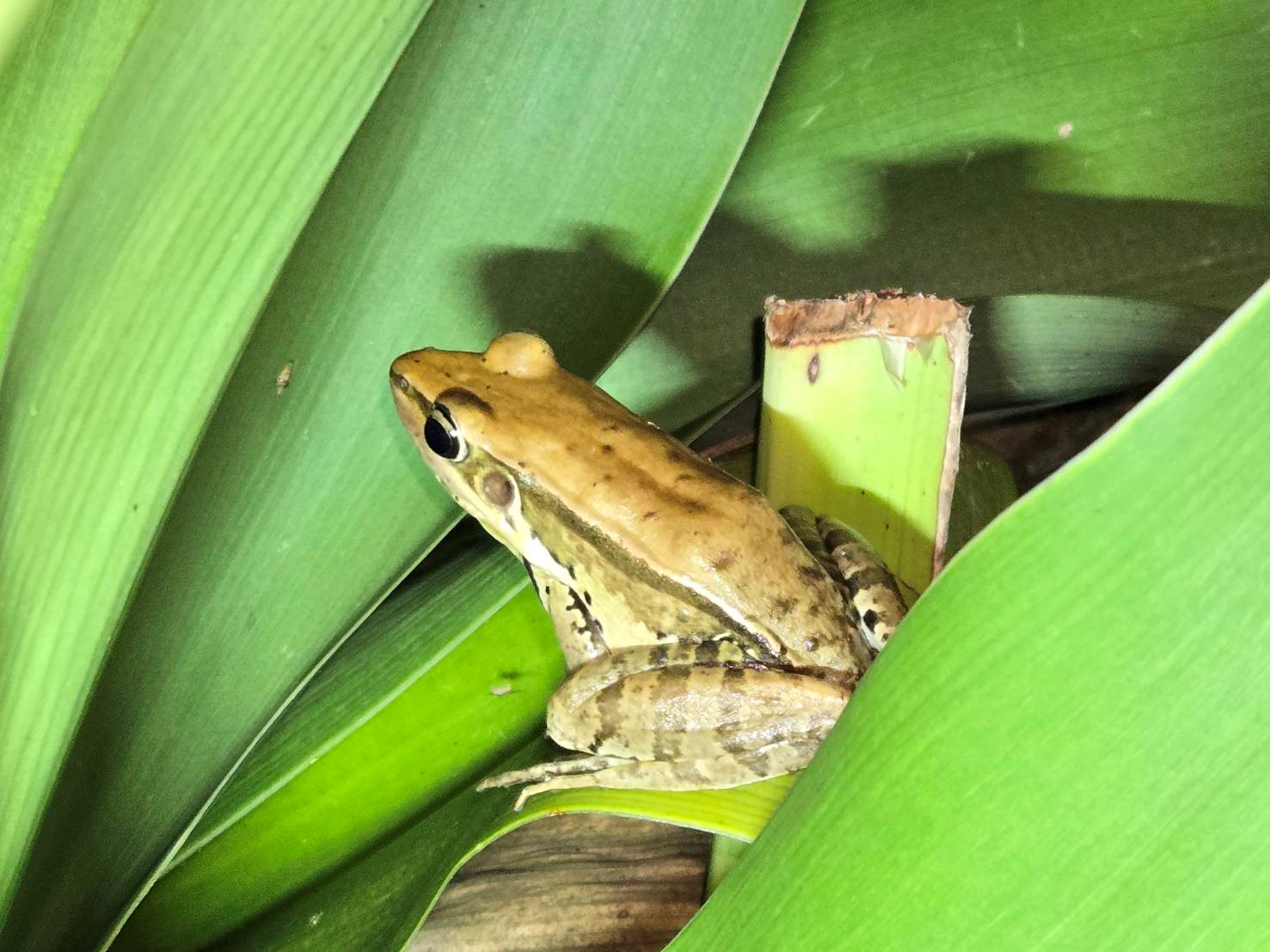 1-加入生態服務給付的農友利用手機望遠鏡,拍攝下生態觀察照片,圖為「貢德氏赤蛙」_0