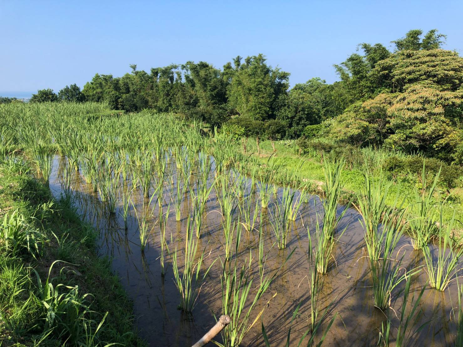 3-「重要棲地生態服務給付」給付範圍包含水田、水梯田等重要棲地型態,終年蓄水且不使