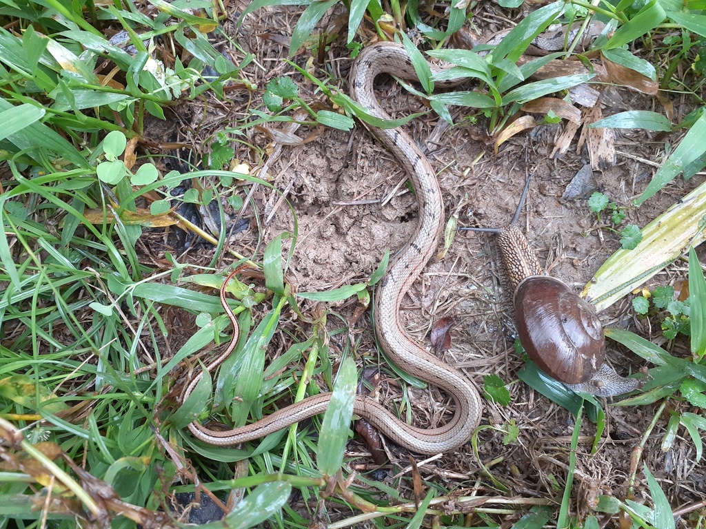 新北農友積極記錄田區蛇類生態